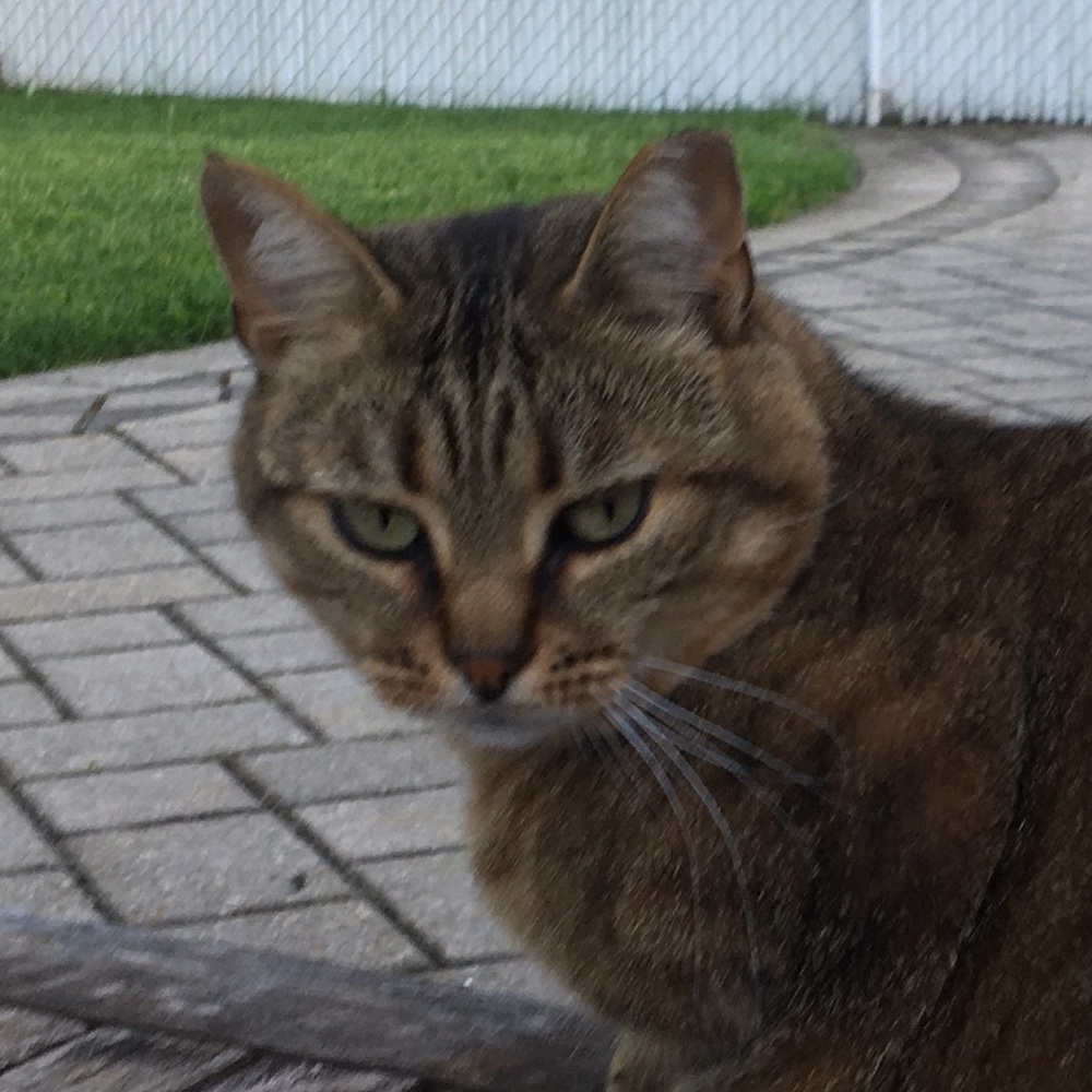 Meet your Posher, Alexis